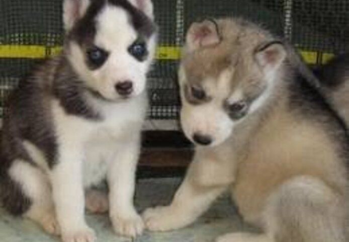 Siberian Husky Welpen