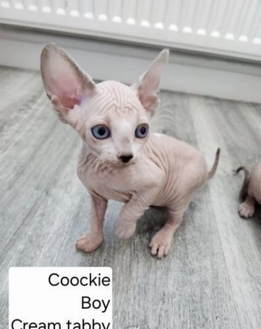 Sphynx-Kätzchen verfügbar