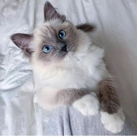 Ragdoll-Kätzchen verfügbar