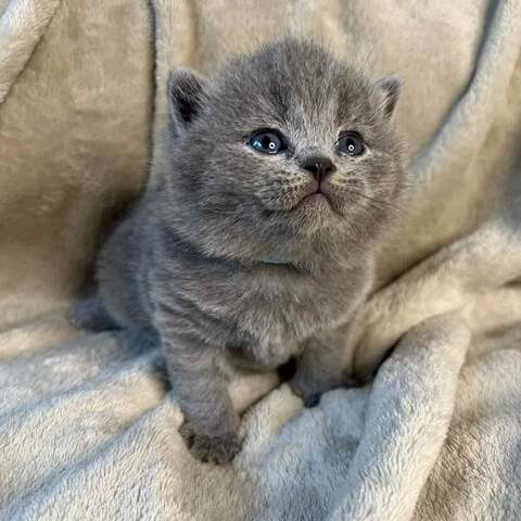 Britische Kurzhaar-Kätzchen zur Adoption