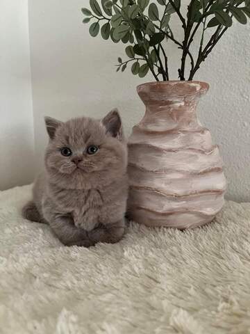 Britische Kurzhaar-Kätzchen zur Adoption