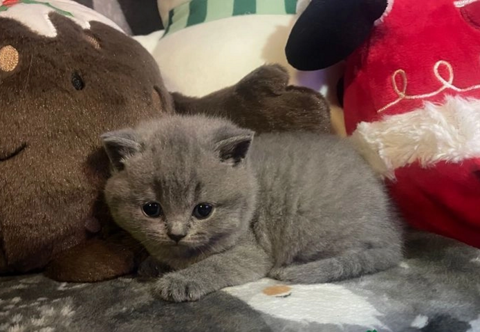 Britisch Kurzhaar-Wurf