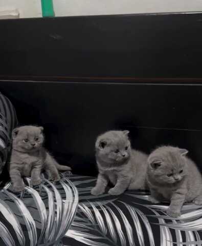 Britisch Kurzhaar-Wurf