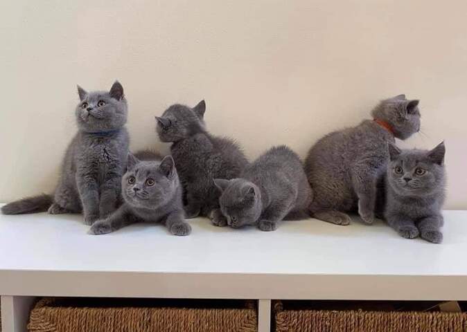 Britisch Kurzhaar-Wurf