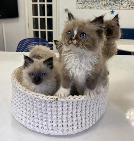 Ragdoll-Kätzchen verfügbar