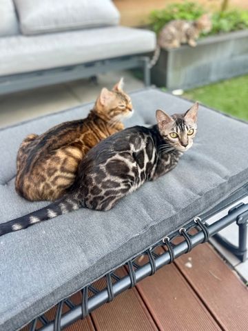 Bengal-Kätzchen zu verkaufen