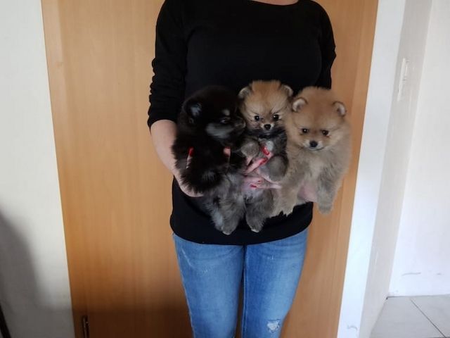 Pomeranian Zwergspitz