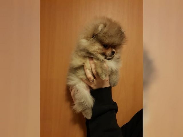 Pomeranian Zwergspitz