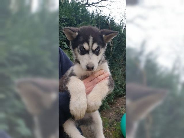 Schöner Siberian Husky Welpe mit allen Papieren