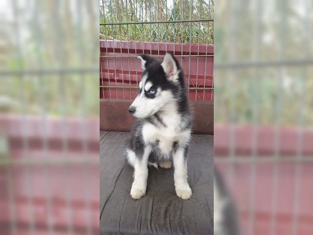 Schöner Siberian Husky Welpe mit allen Papieren
