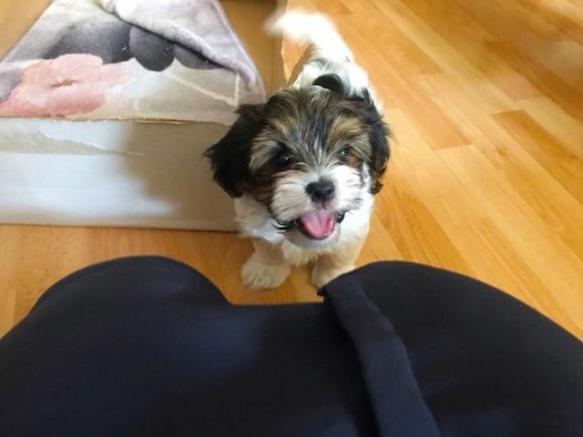 Süße Reinrassige Yorkshire Terrier Welpen