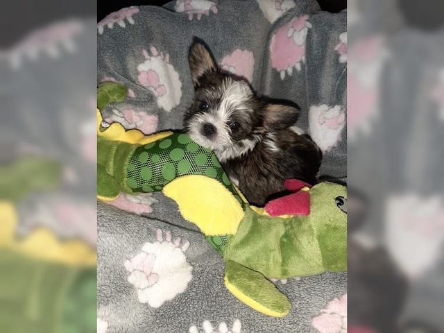 Süße Reinrassige Yorkshire Terrier Welpen