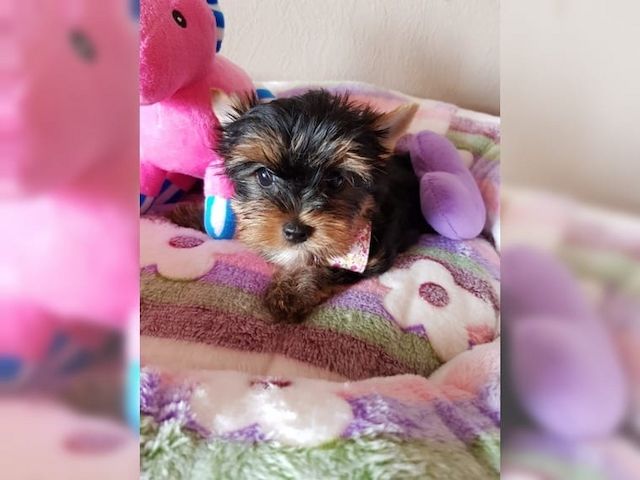 Süße Reinrassige Yorkshire Terrier Welpen