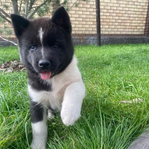 Wunderschöne amerikanische Akita-Welpen