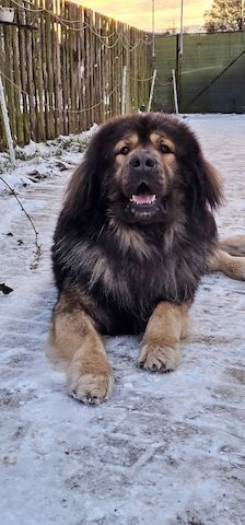 Neufundländer Leonberger Welpen
