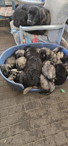 Neufundländer Leonberger Welpen