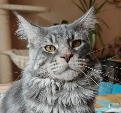 Wunderschönes Main-Coon-Kitten wartet auf ein liebevolles Zuhause