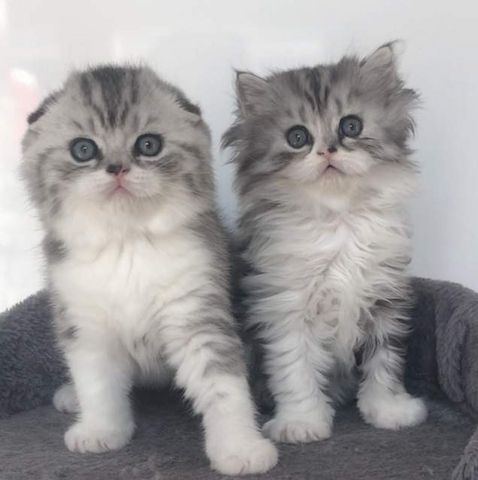 Maine Coon Kätzchen zu verkaufen