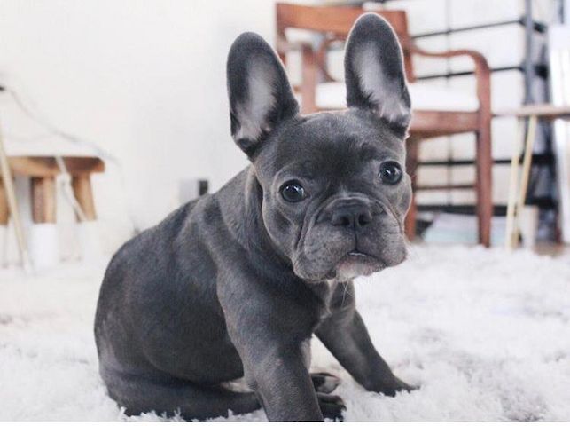 Französische Bulldoggenwelpen