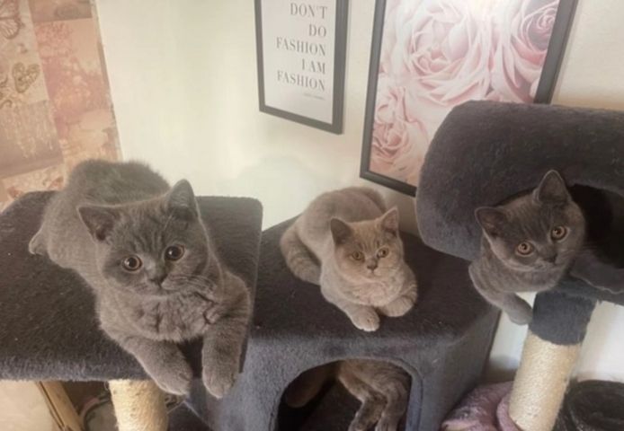 Britische Kurzhaar-Kätzchen zur Adoption