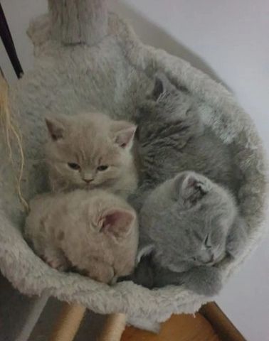 Britische Kurzhaar-Kätzchen zur Adoption