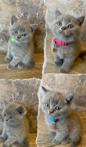 Britische Kurzhaar-Kätzchen zur Adoption