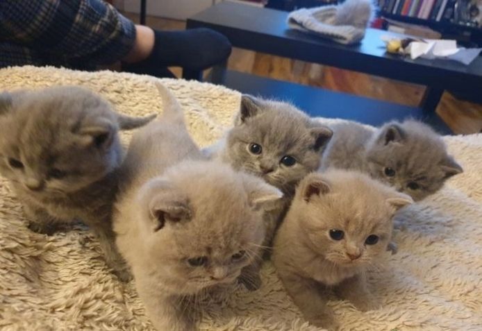 Britische Kurzhaar-Kätzchen zur Adoption