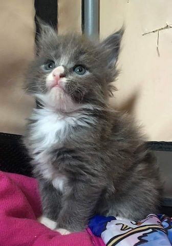 Maine Coon Kätzchen zu verkaufen