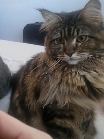 Wunderschönes Main-Coon-Kitten wartet auf ein liebevolles Zuhause