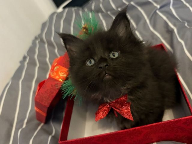 Wunderschönes Main-Coon-Kitten wartet auf ein liebevolles Zuhause