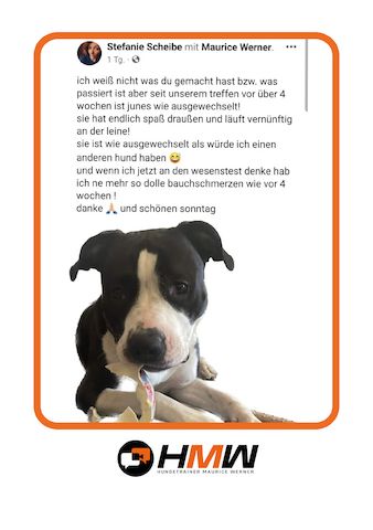 Professionelles Hundetraining – Persönlich oder auch via Videoanalyse