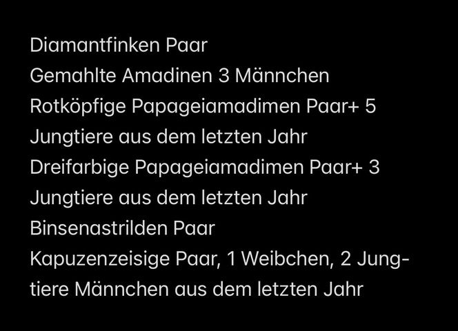 Amadinen Finken Ziervögel Zeisige Lübben