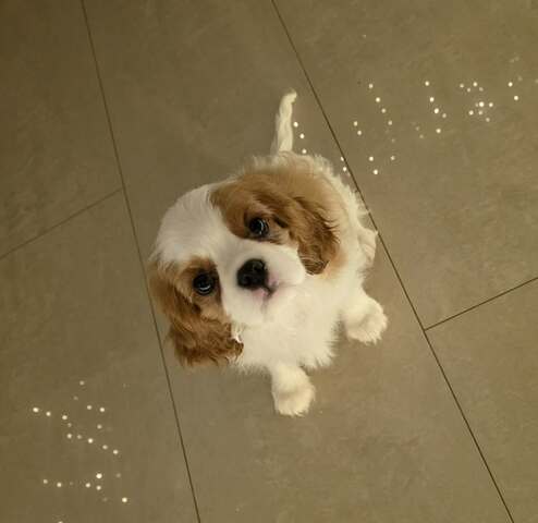 Cavalier king charles spániel fiú