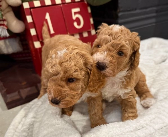 Maltipoo-Welpen zur Adoption