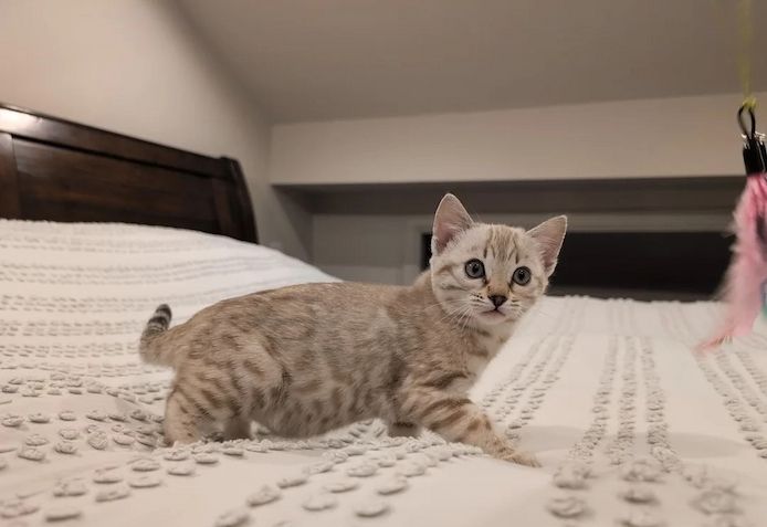 Zwei wunderschöne Bengal-Kätzchen