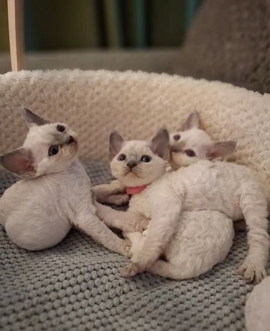 🌸 Wunderschöne Devon Rex-Kätzchen aus liebevoller Aufzucht 🌸