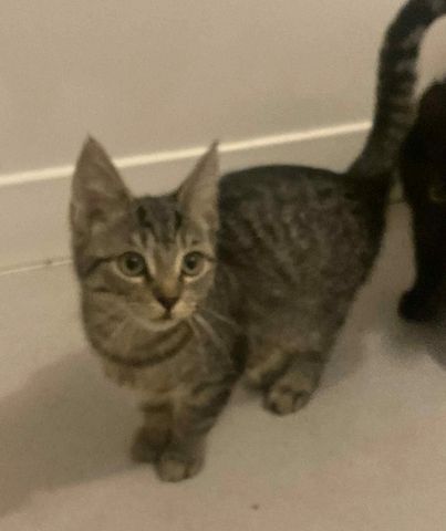 Maine-Coon-Kätzchen