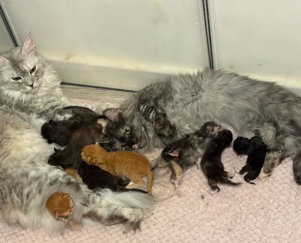 zwei Munchkin-Kätzchen