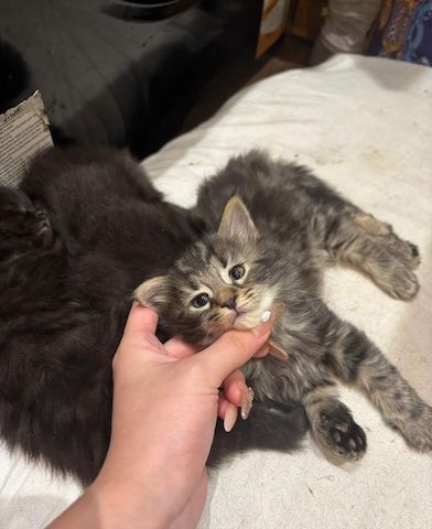 Entzückende norwegische Waldkätzchen zu verkaufen