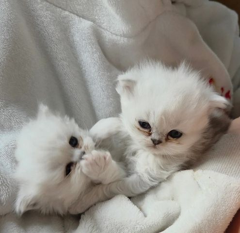 Silberspitzen-Chinchilla-Perser - Jetzt erhältlich❣️