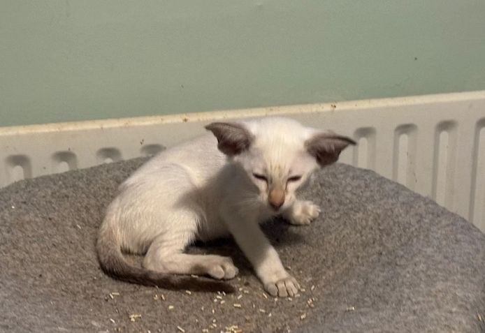 Wunderschöne Siamkätzchen.