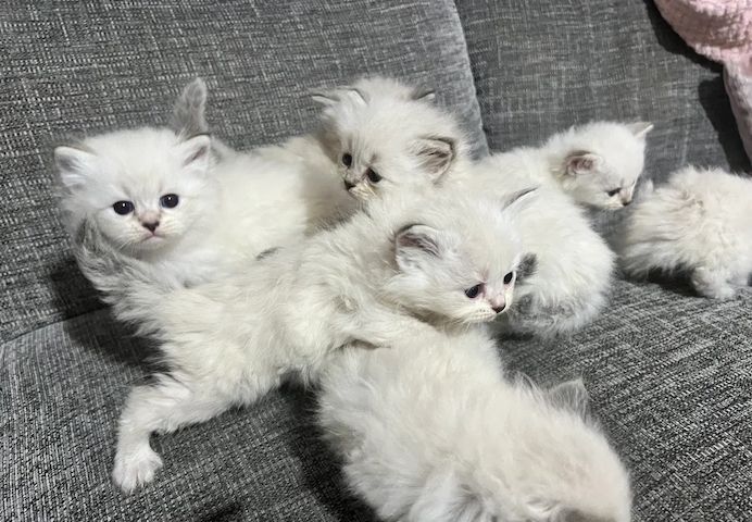 Siberian Neva Masquerade Katze. Eltern vollständig gesundheitsgeprüft 💎💎