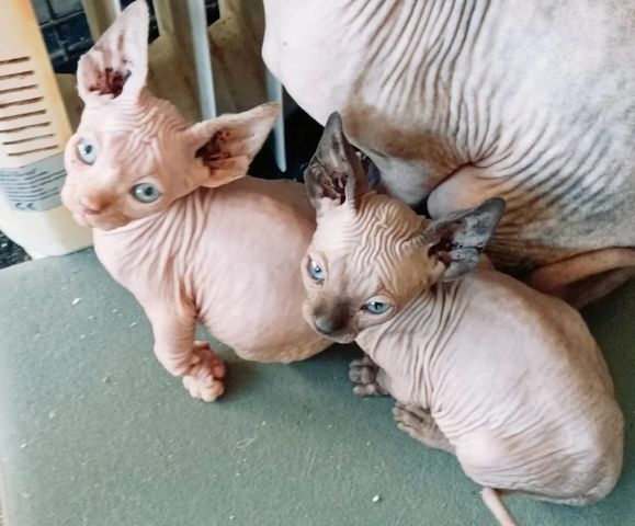 WUNDERSCHÖNE SPHYNX-REITENKÄTZCHEN