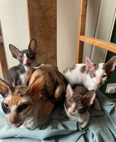 Sofort verfügbar - gccf-registrierter Cornish Rex