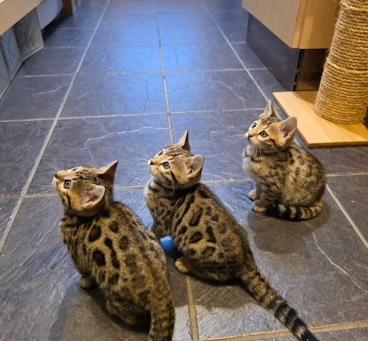 Bengalkätzchen zu verkaufen