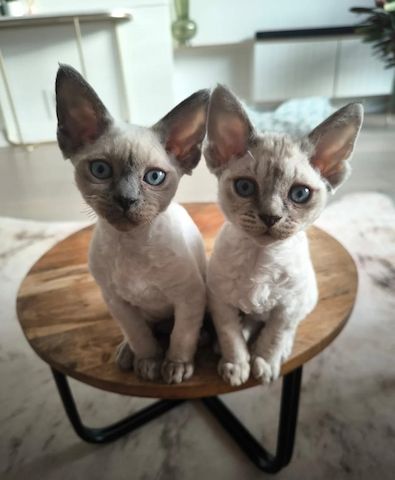 wunderschöne Devon Rex-Kätzchen