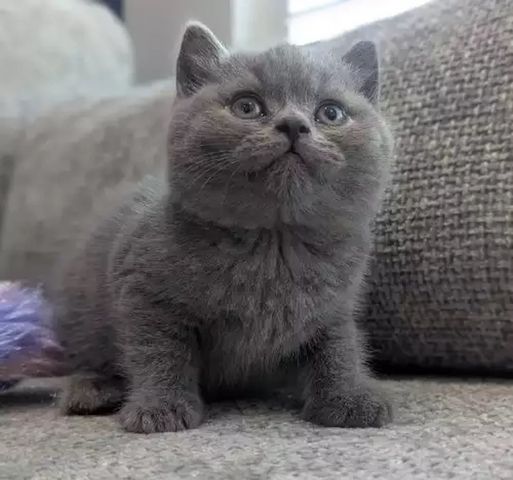 Britisch Kurzhaar-Kätzchen zu verkaufen