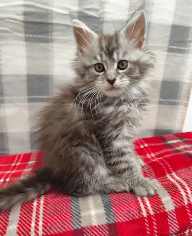 Wunderschöne Maine-Coon-Kätzchen