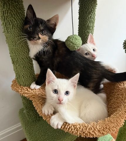 3 wunderschöne türkische Angorakatzen zu verkaufen