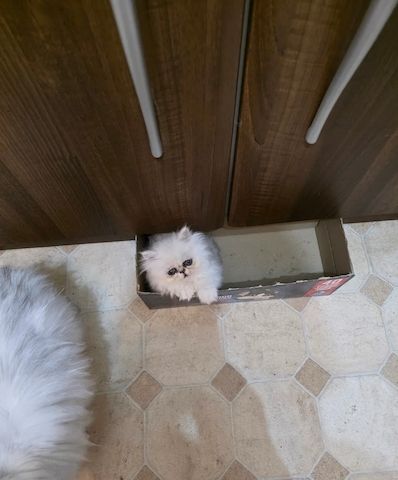 Chinchillafarbenes Perserkätzchen abzugeben